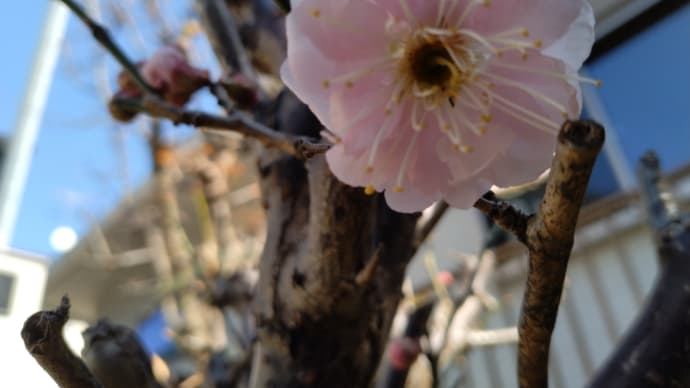 2月24日 久し振りの晴れ! 我が家の梅が開花!