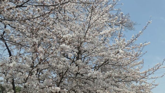 桜満開♪ 和菓子も美味しい♪