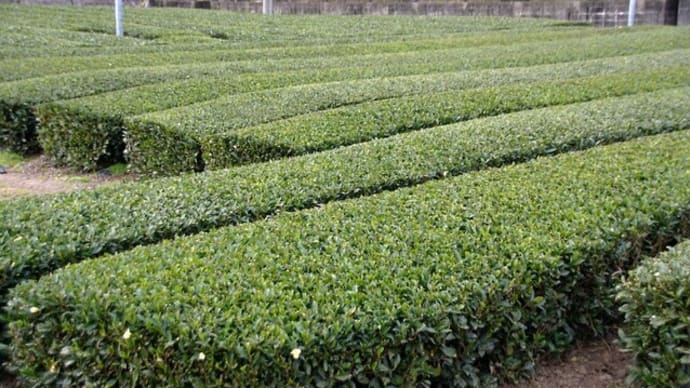 度会の茶畑