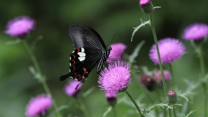 野花に蝶と黒頭巾・・・
