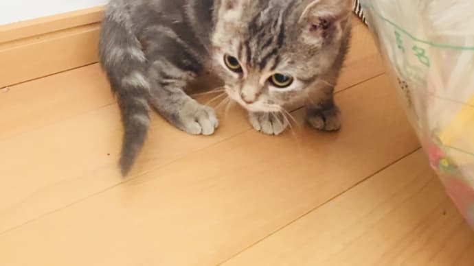おもひでぽろぽろ