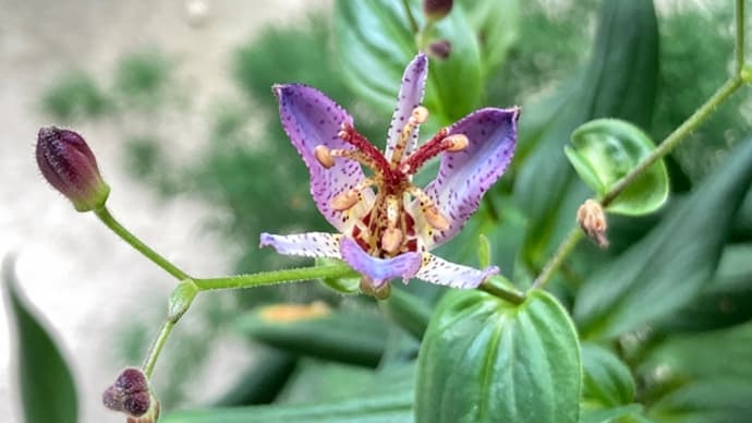 庭のホトトギスが咲きました 秋色の草花