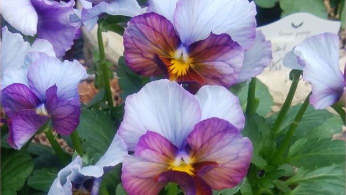 今日は花友のお庭に行ってきました^^