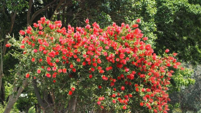 花散歩・ブラシの木