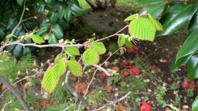 花が咲き終わったあとからの楽しみ