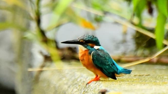 取水口のカワセミ3
