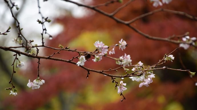 もみじ狩り 静岡県三島市 三島市立公園・楽寿園(4)でかい楽寿灯篭、寒桜に皇帝ダリア