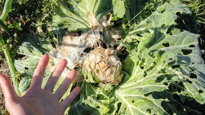 縮緬葉からし菜が、綺麗なんですけどね...