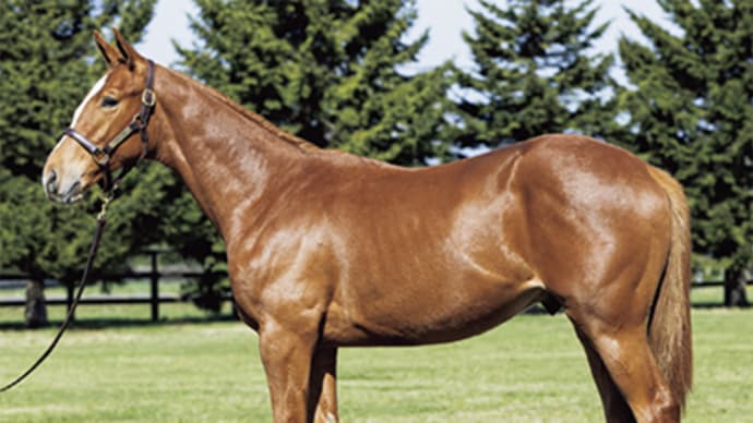 セレクトセール出身馬【デルマソトガケ(Derma Sotogake)】が「UAEダービー(G2)」を優勝