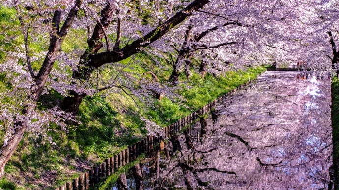 陸奥の桜旅 2019年のアルバムより