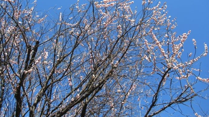 紺色の空に梅と
