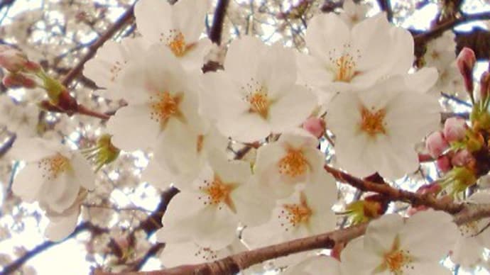 桜のこの時期ですから～山桜の二枚はぎテーブル。一枚板テーブルフェアー開催中。