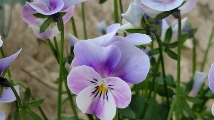 あなたの「いちばんすきな花」はなんですか~?