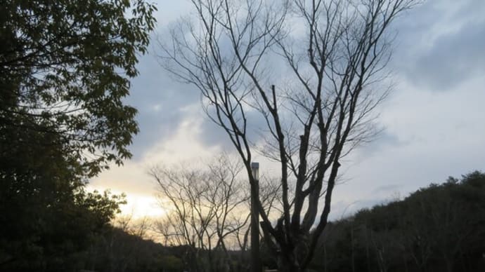 原風景、三木山森林公園の四季㉟ ゆきやなぎ