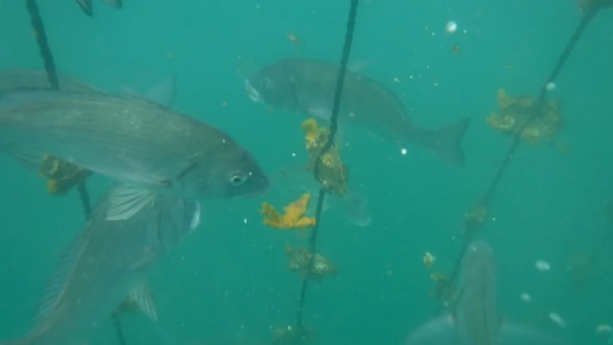 クロダイが害魚!?