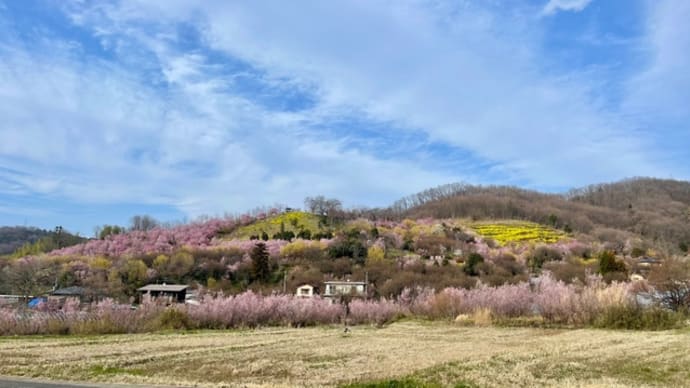 番外編〜きょうの花見山〜