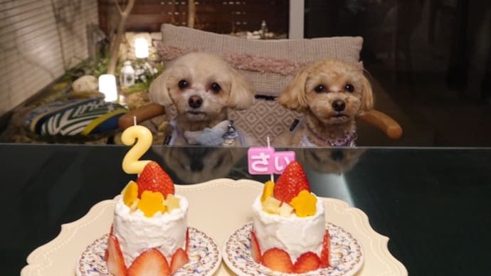 2歳のお誕生日&撮影会