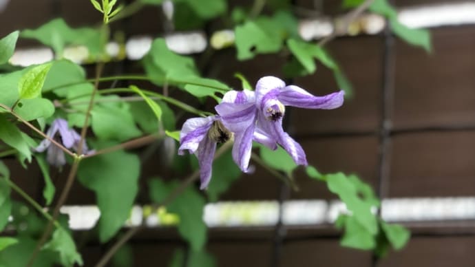 多肉植物のバスケット寄せ