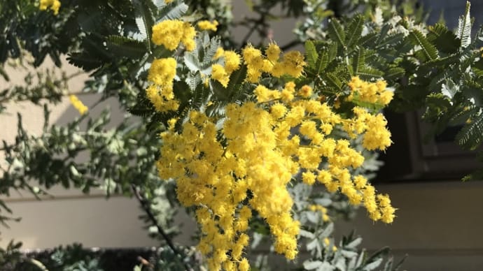 黄色な花・花散歩②