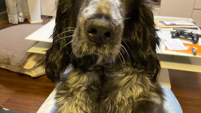 ベタベタ犬です!の巻