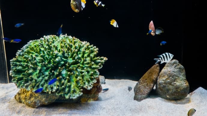 【下田海中水族館】うみめぐり FILE:3 西伊豆エリア①