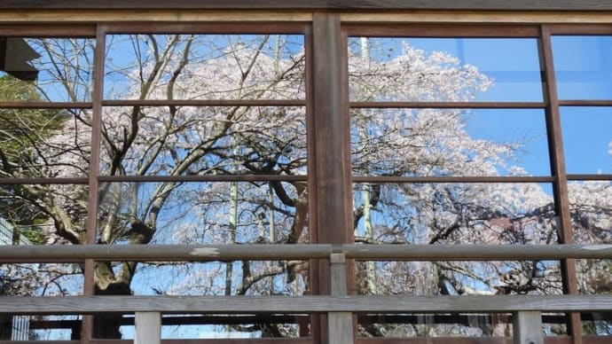 龍ヶ崎 般若院の枝垂れ桜