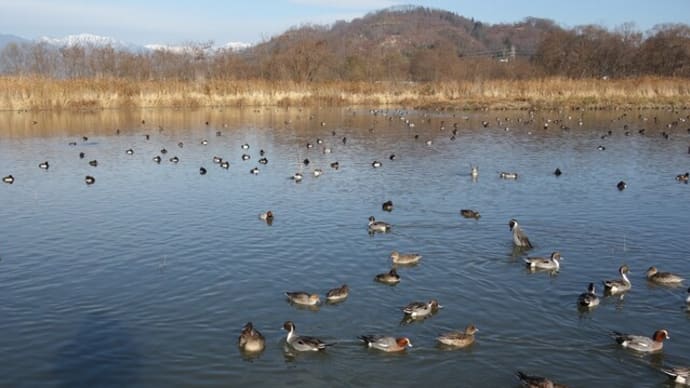 白鳥と鴨