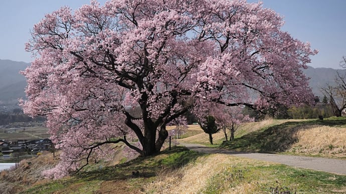 ★伊那谷の桜🌸(箕輪町上ノ平城跡の一本桜が綺麗だった①) 2021
