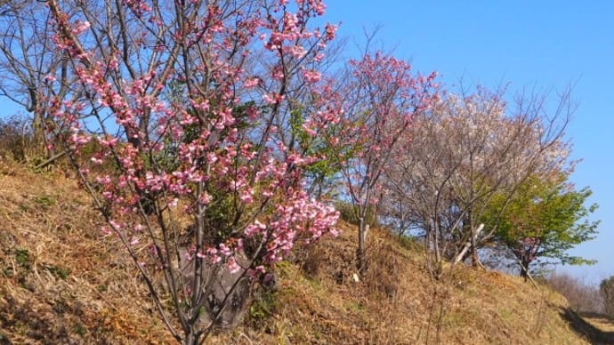 陽光桜が咲き始めた小萩園から林道周回