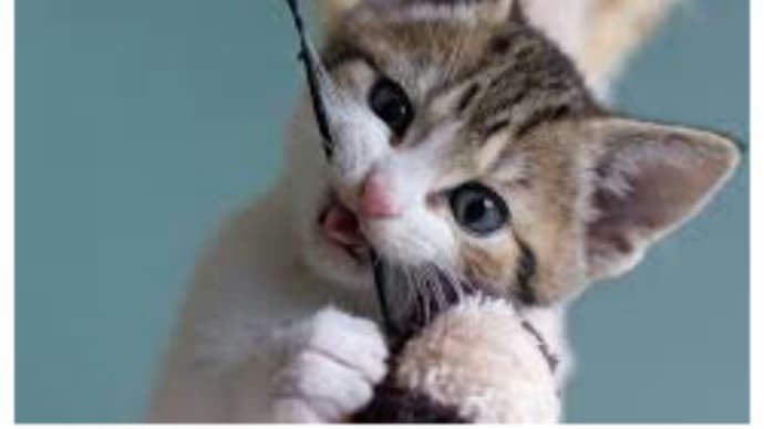 子猫の譲渡は8週齡を過ぎてから