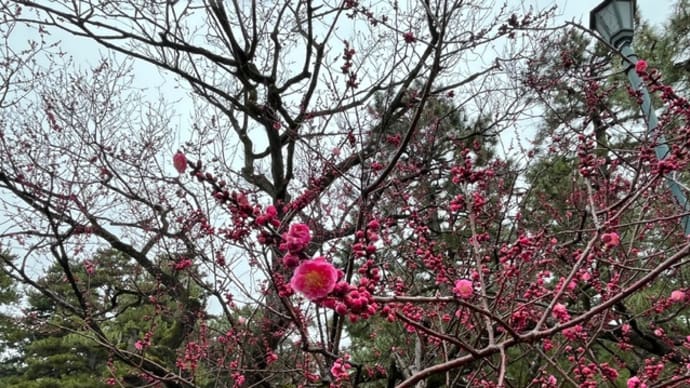 京都散策日記 黒木の梅
