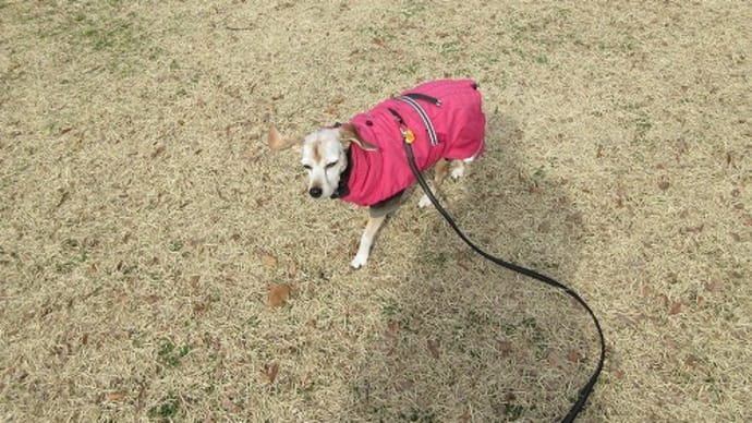 犬の強気って?