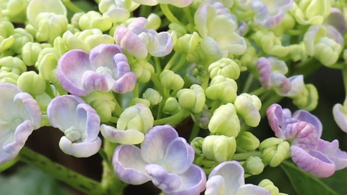 紫陽花がめちゃくちゃ可愛くて!(´∀`*)