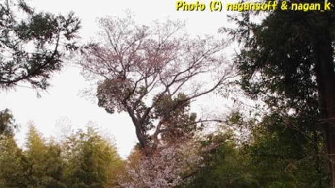 2020年、泉佐野丘陸緑地公園の大きい山桜、咲いてたけど