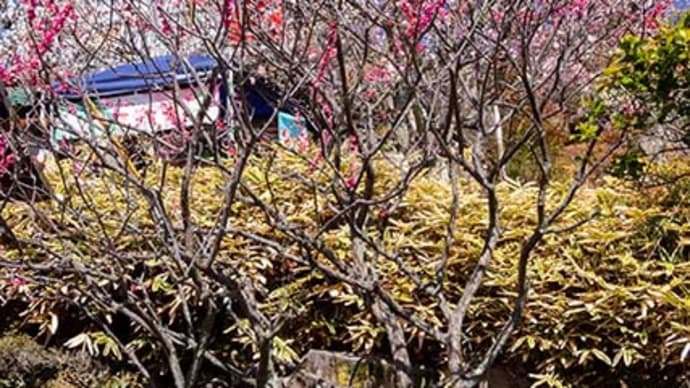 不老園梅林です