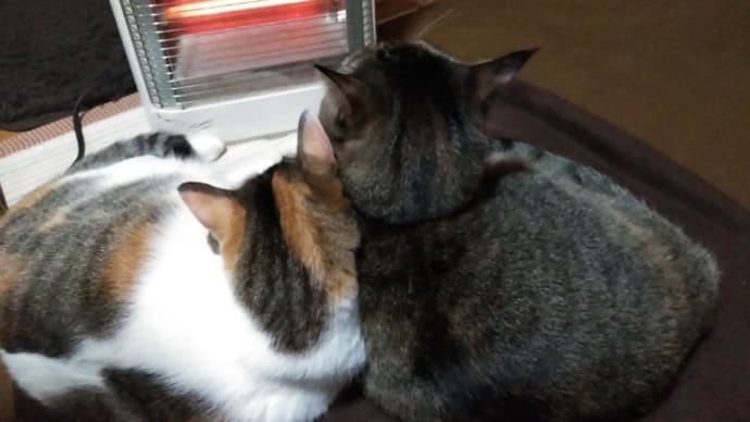 稀な猫の細菌性膀胱炎