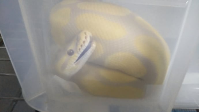 こんな寝顔は、ビックリです(((*0*)