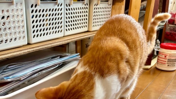 11月14日 ピーナツの探し物