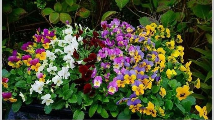 お花を買いに④/寄せ植え