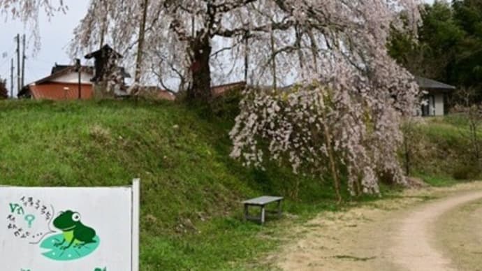徳佐の桜あちこち