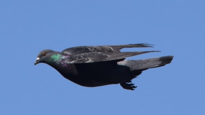野鳥の群れ?? とりあえずシャッターを切ったら「鳩」でした。