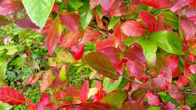 ブルーベリーの紅葉