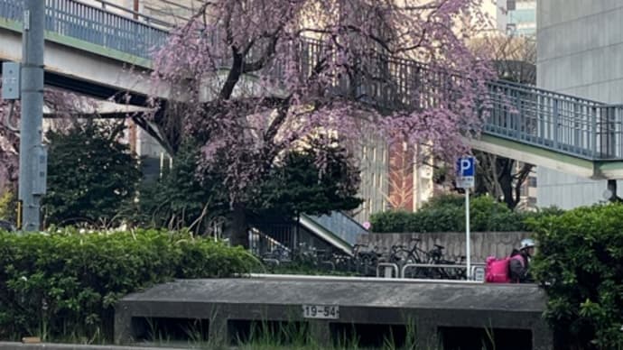 桜通と国道22号交差点の枝垂桜・見事