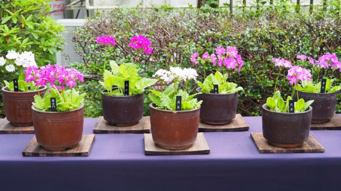 さくらそう展 横浜市こども植物園