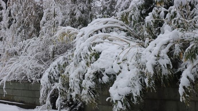 春の雪