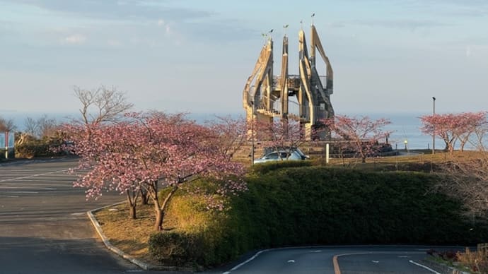 御立岬公園の河津桜