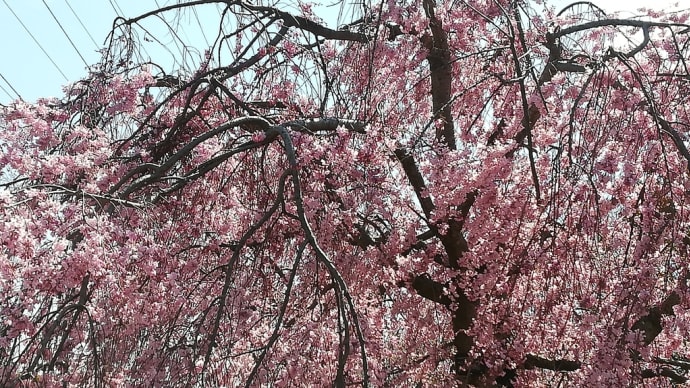 世界文化遺産 桜舞う大仙公園古墳めぐり 2019年に参加したのに今年はないねんてぇ