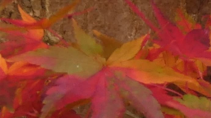 栃木県那須塩原市・大山公園(大山参道)の紅葉情報 第7週 2019.11.17 ③