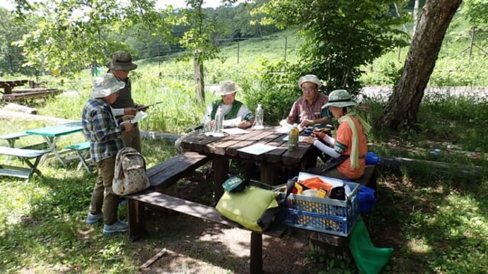 花と昆虫のリンク調査●7月11日