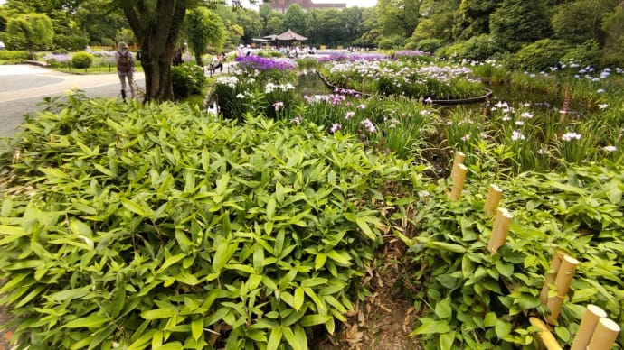 菖蒲園とお初